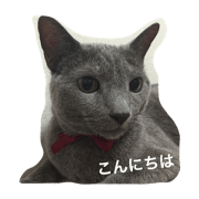 Russian blue Cat MINT 2
