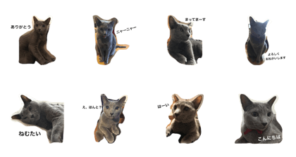 Russian blue Cat MINT 2