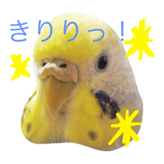 あおちゃん家のインコ Part1 Line スタンプ Line Store