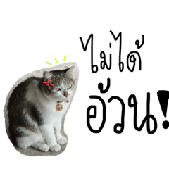 kiri the cat vol.2