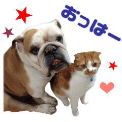 Real DOG Bulldog & Cat