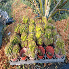 Cactus in the park