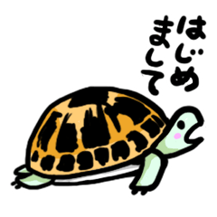 Turtle  Tortoise  Reptiles