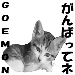 Lovely cat Goemon 3rd with friends.