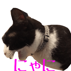 pretty cat sweet