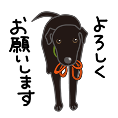 Shion & Sakura-Black Labrador Retrievers