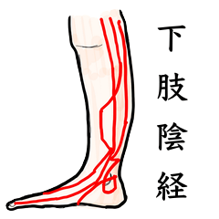 下肢陰経ツボ!