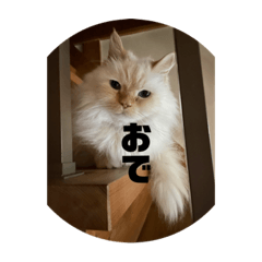 tomomi_20210322213418