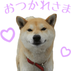 Shibainu Kinako