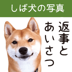 柴犬写真 よく使う返事とあいさつ Line スタンプ Line Store