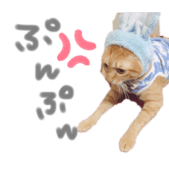 melon_20210323140425