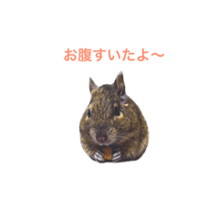 Degu~Words that can be used everyday~