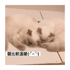my cats gogogo 4