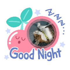 cat in pp
