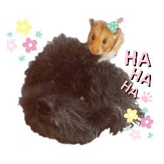 kawaicochanzu.