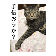 ニャンゴロースタンプ6 - LINE スタンプ | LINE STORE