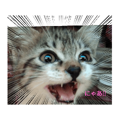 cocoa_20210323183236