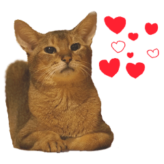 Picture sticker of a cute cat