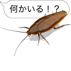 Cockroach on the smartphone