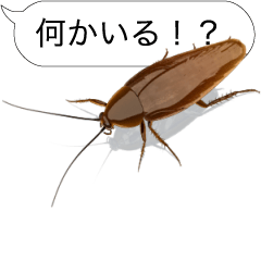 Cockroach on the smartphone
