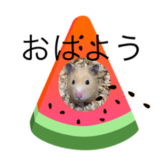 キンクマハムスターころも2