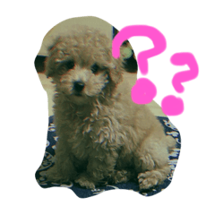かわいい トイプードル 子犬 Line スタンプ Line Store かわいい トイプードル 子犬 Line スタンプ Line Store