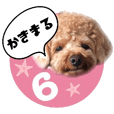 トイプードルのかきまるスタンプ6
