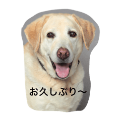 Dog Cafe TAMURA Mac