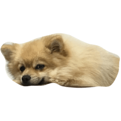 marc