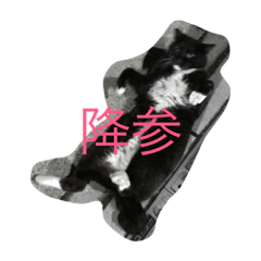 nyagochan with comments
