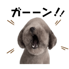 トイプードル Lineクリエイターズスタンプまとめ Stamplist Part 2 トイプードル Lineクリエイターズスタンプまとめ Stamplist Part 2