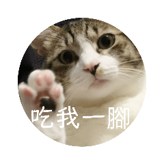 肥貓阿弟