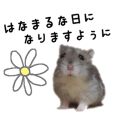 hamsters life hanamaru