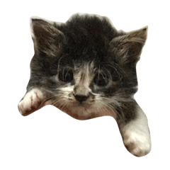 Okoge the Kitten