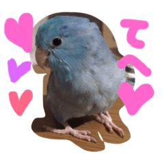 My bird