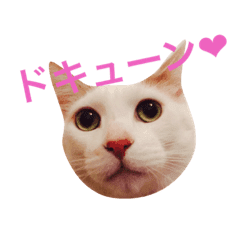 おもしろかわいい猫2 Line スタンプ Line Store
