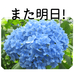 A floral message! Hydrangea