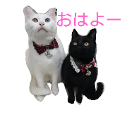 A happy life with cat