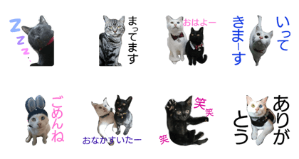 A happy life with cat