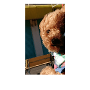 Pet dog -A-