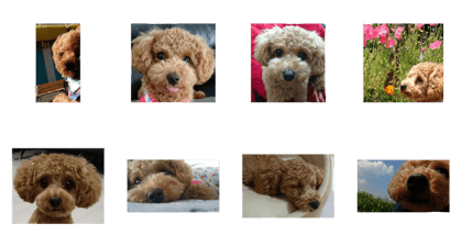 Pet dog -A-
