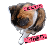 nyankosensei no boyaki