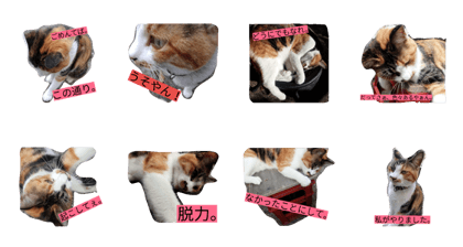nyankosensei no boyaki