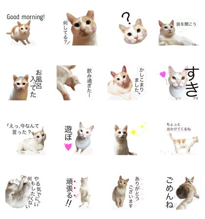 Nyaro is Cat