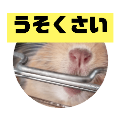 デグーのいちごさんと悪い顔の野良猫にカメ