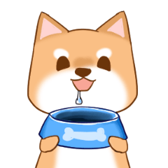 柴犬 ! ! 琪琪 ! !