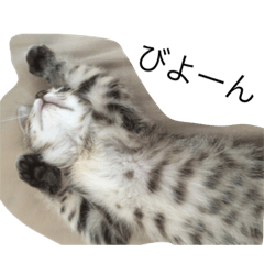 Toeic cat stamp