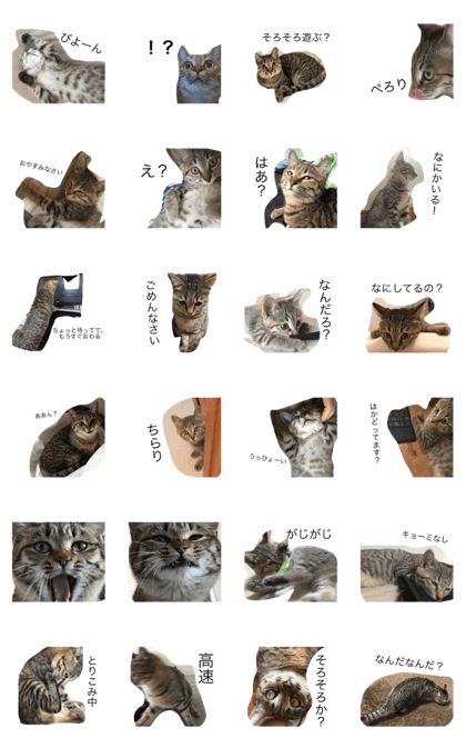 Toeic cat stamp