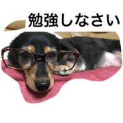 DOG 714