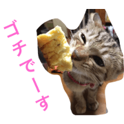 Team Bomakio ft.cat 2
